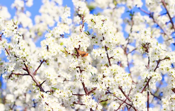 Picture butterfly, spring, sunshine, flowering, blossom, flowers, spring