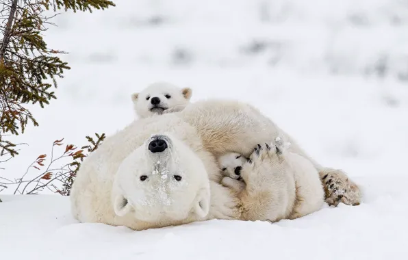 Picture winter, snow, baby, bear, white