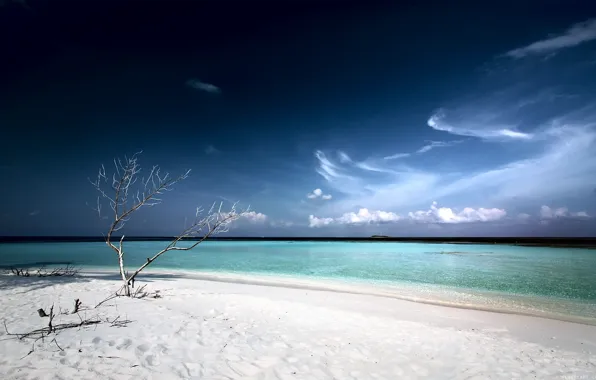 Beach, Laguna, tree, white sand
