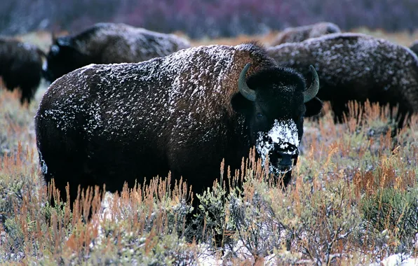 Picture horns, snow, bison