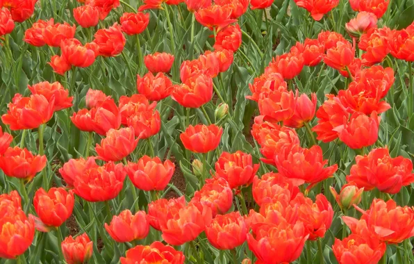 Picture grass, flowers, widescreen, Wallpaper, tulips, wallpaper, widescreen, background