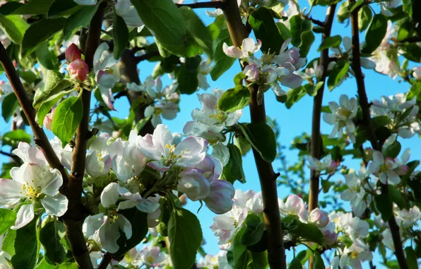 Spring, Apple, flowering, trees, Spring, bloom, Flowering