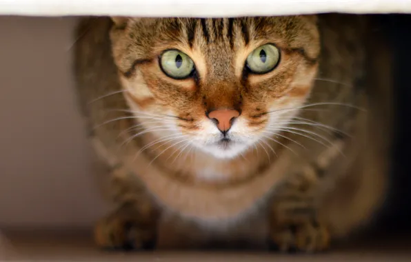 Picture cat, mustache, look, animal