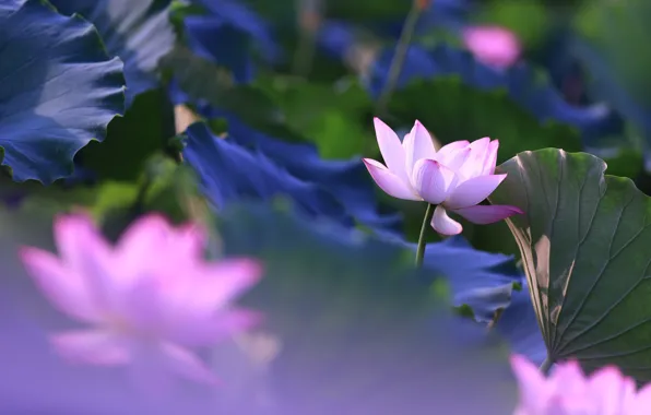 Picture leaves, flowers, blur, Lotus, pink, buds