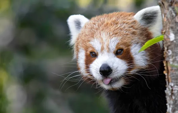 Language, look, tree, portrait, red Panda, face, bokeh, red Panda