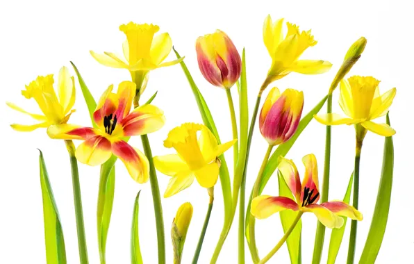 Picture flowers, stems, white background, daffodils