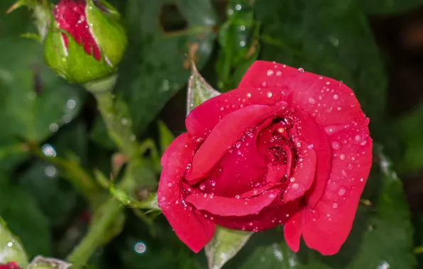 Drops, macro, rose, buds