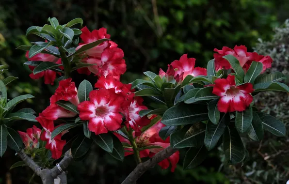 Flowers, pink, flowering, adenium, desert rose