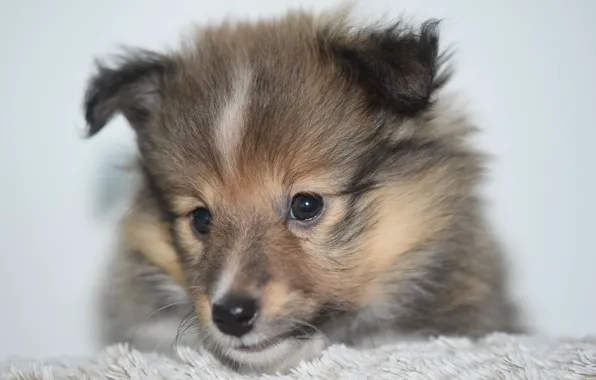 Muzzle, puppy, sheltie