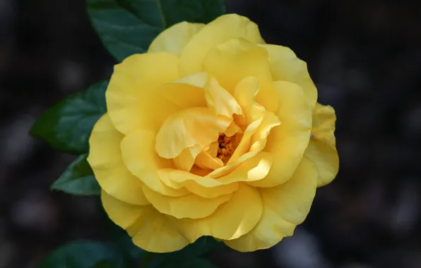 Flower, macro, background, rose, yellow