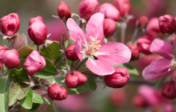 Macro, flowers, branch, spring, pink, Apple, buds, flowering