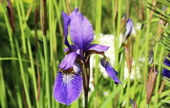 Greens, flower, iris