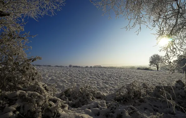 Winter, frost, field, snow, branches, morning, frost
