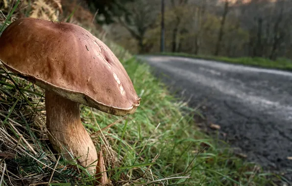 Road, nature, mushrooms