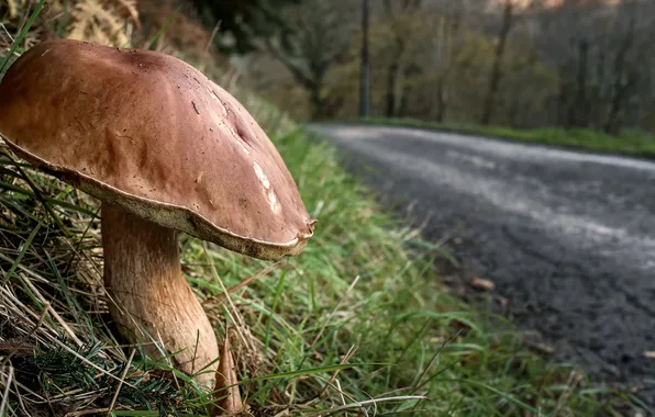 Picture road, nature, mushroom