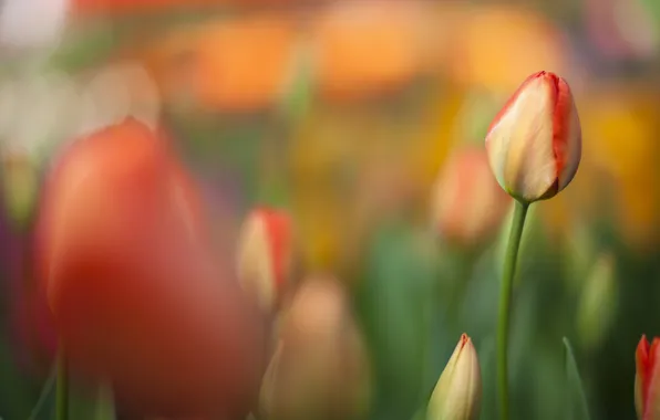 Field, orange, Tulip, focus, spring, blur