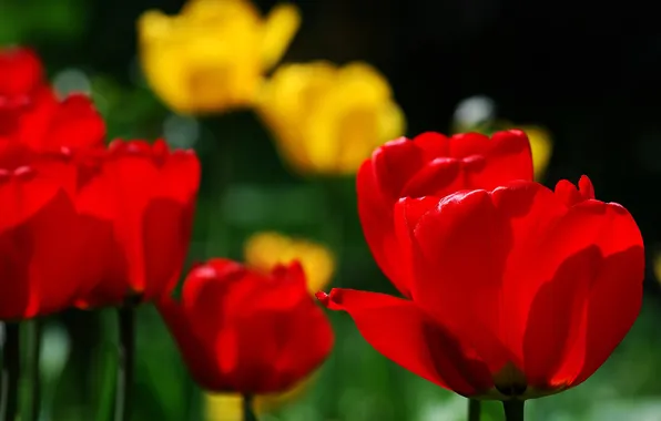 Tulips, buds, bokeh