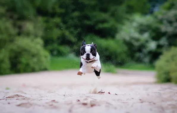 Sand, running, Boston Terrier