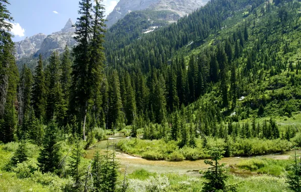 Greens, forest, mountains, USA, river, Wyoming, Grand Teton National Park, Cascade Canyon