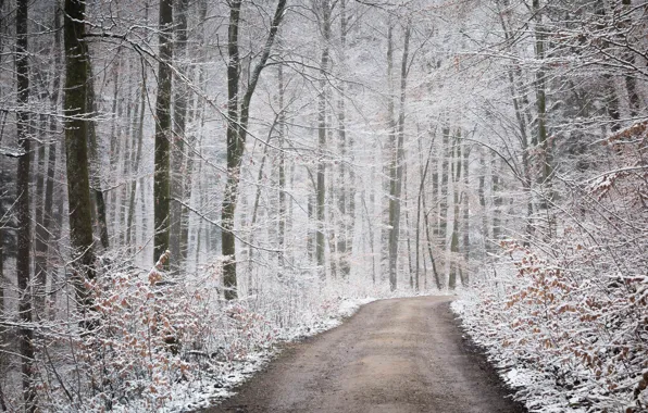 Road, autumn, forest, snow, nature
