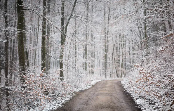 Picture road, autumn, forest, snow, nature