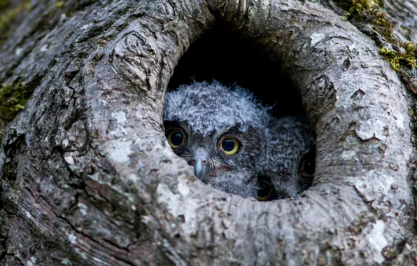 Eyes, owls, Chicks, the hollow
