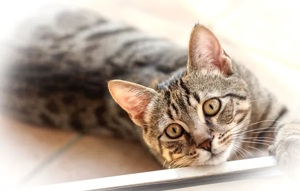 Cat, look, muzzle, cat