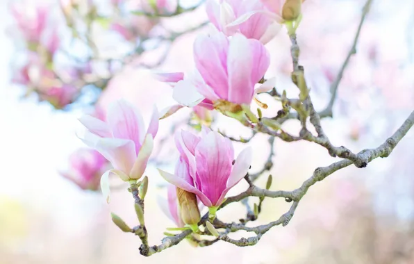 Picture leaves, flowers, close-up, branches, background, spring, gentle, pink