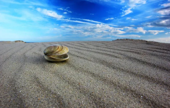 Sand, the sky, macro, shell