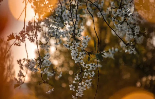 Flowers, Nature, Plant, Branch, Plants, Nature, Beautiful, Flowers