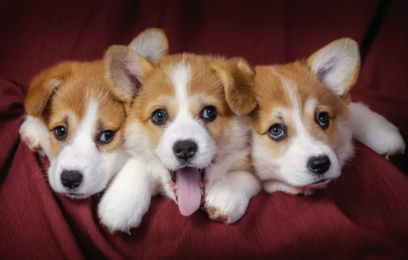Dogs, puppies, three, three, dogs, puppies