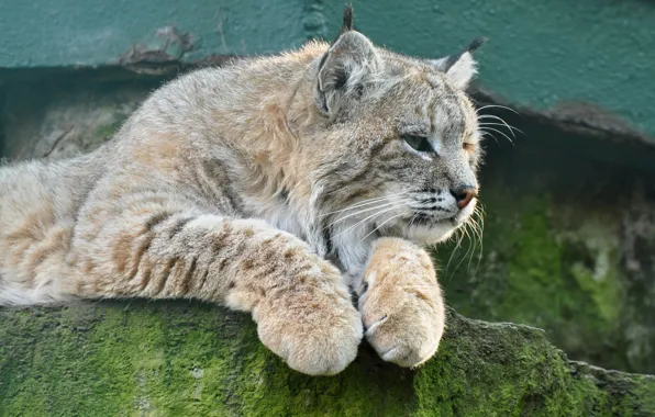 Cat, look, stone, lynx, ©Tambako The Jaguar