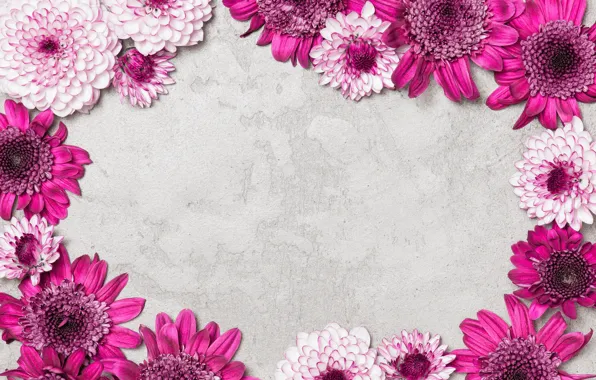 Picture flowers, grey, background, frame, chrysanthemum