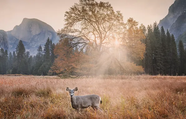 Forest, grass, the sun, rays, trees, mountains, rocks, glade