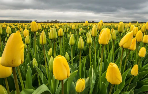 Picture field, the sky, flowers, yellow, spring, tulips, buds, plantation