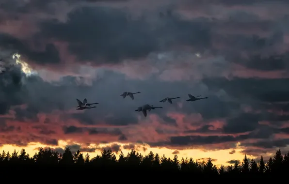 Sunset, birds, nature, flight, swans