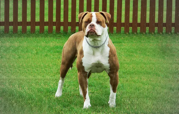 Animals, dog, American bulldog, smooth-haired