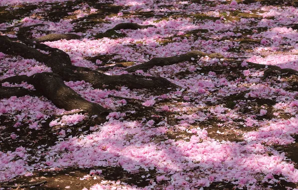 Picture tree, spring, petals, flowering, sakura