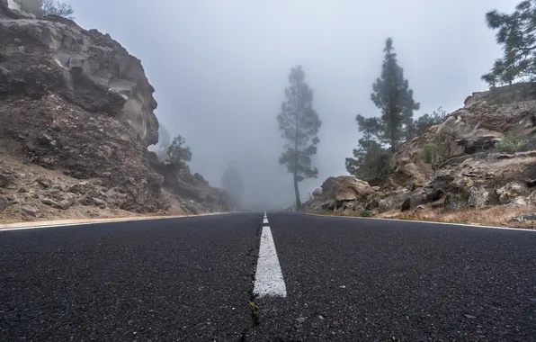 Picture road, trees, fog, rocks