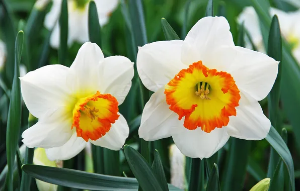 Macro, Duo, daffodils