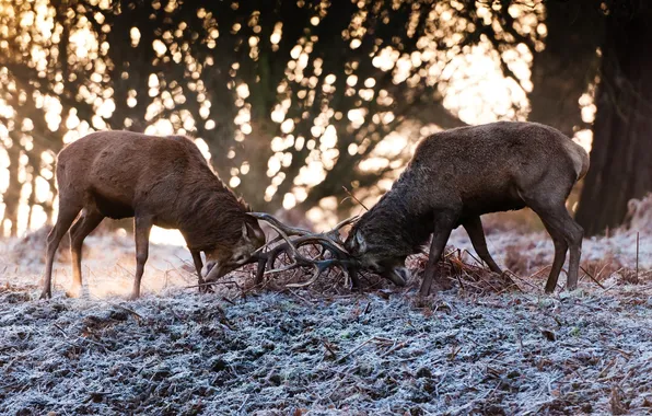 Picture autumn, fight, pair, horns, deer, the fight