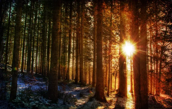 Picture winter, forest, the sun, rays, light, nature