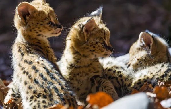 Leaves, cats, kittens, profile, kids, Serval, cubs, ©Tambako The Jaguar