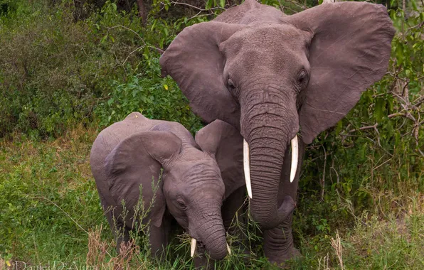 Elephants, the elephant, elephant