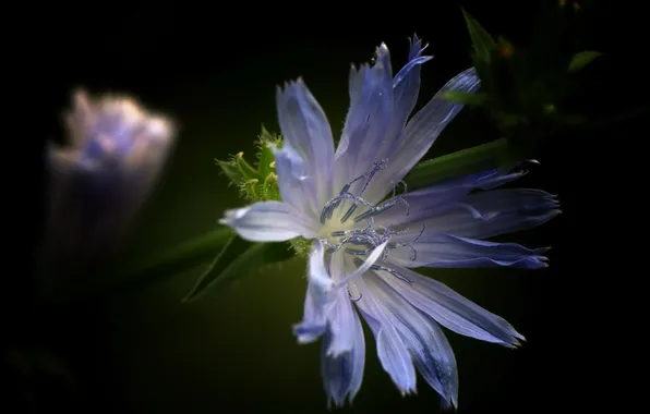 Flower, macro, nature, Zichorie Cichorium intybus