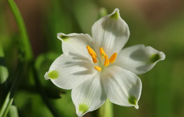 Macro, petals, Snowflake