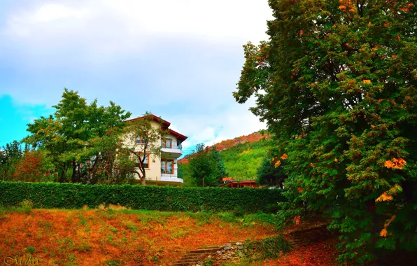 Trees, House, Trees