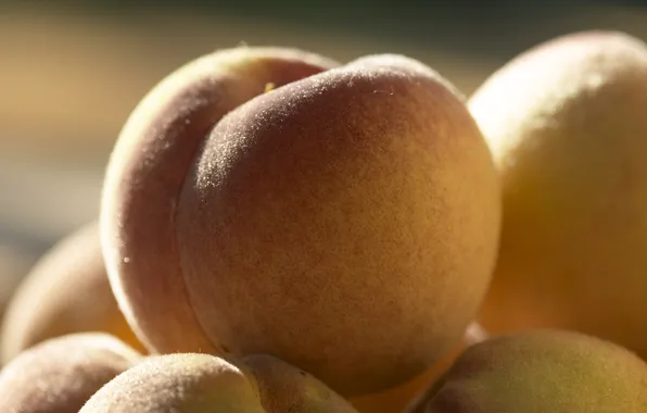 Fruit, fruit, yummy, peaches, the fruit, MACRO, hairy, PEACH