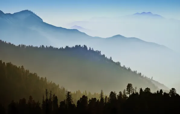 Forest, trees, mountains, nature, haze
