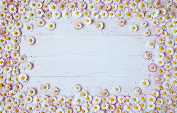 Picture flowers, Board, chrysanthemum